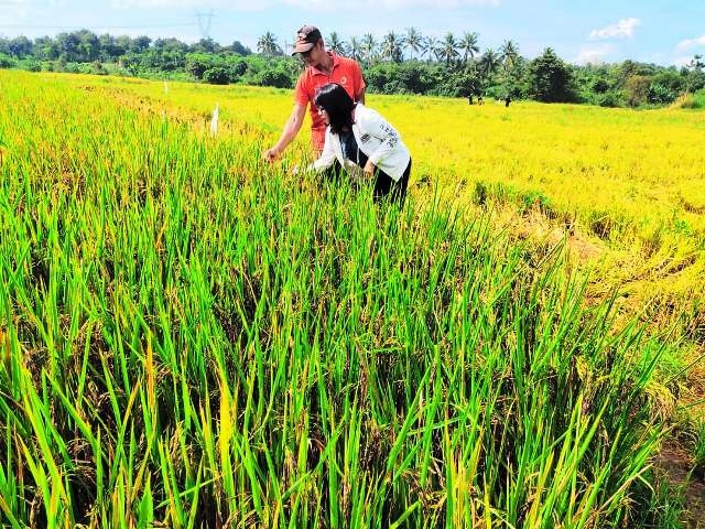 Những biện pháp cần thiết cho sản xuất lúa vụ Đông Xuân 2022-2023